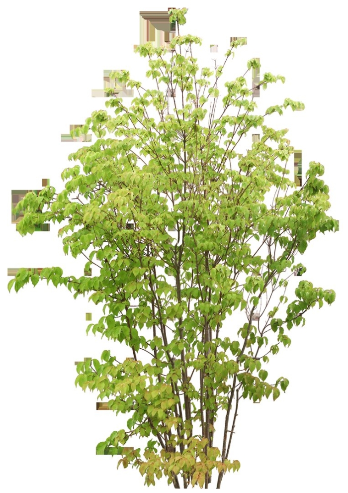 Липа мелколистная многоствольная