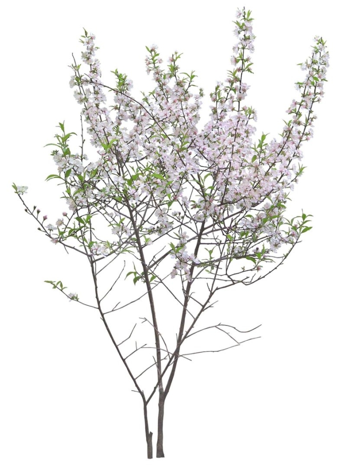 Веточка цветов