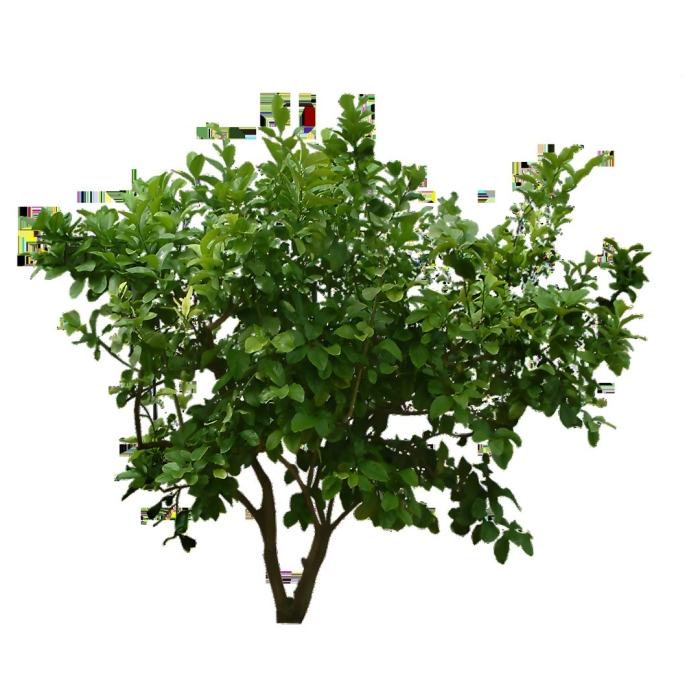 Куст на прозрачном фоне