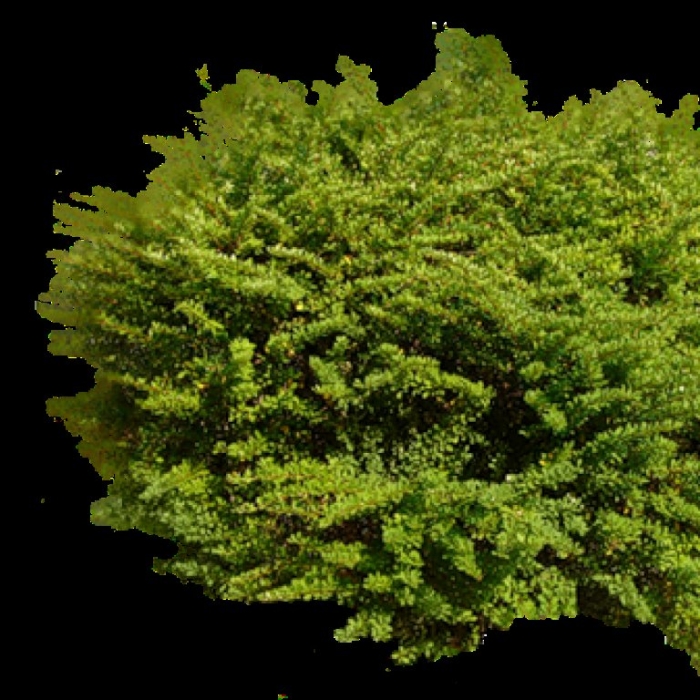 Можжевельник казацкий на белом фоне