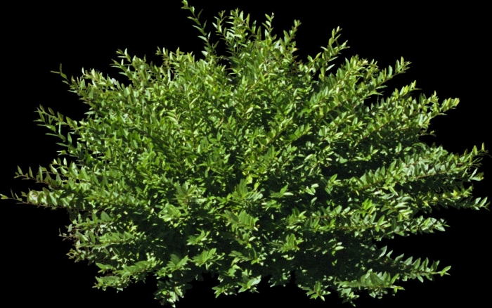 Куст для фотошопа