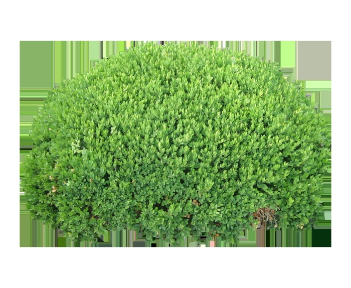 Buxus sempervirens самшит