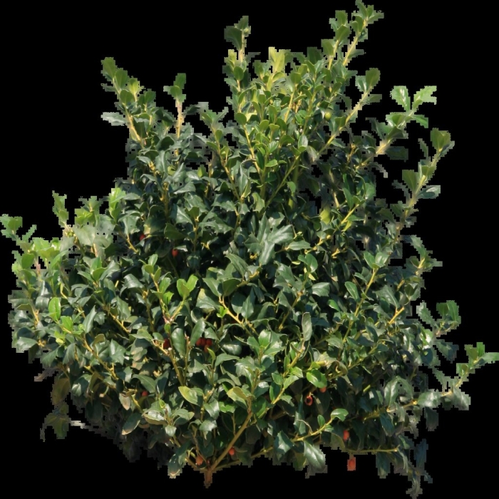 Buxus sempervirens
