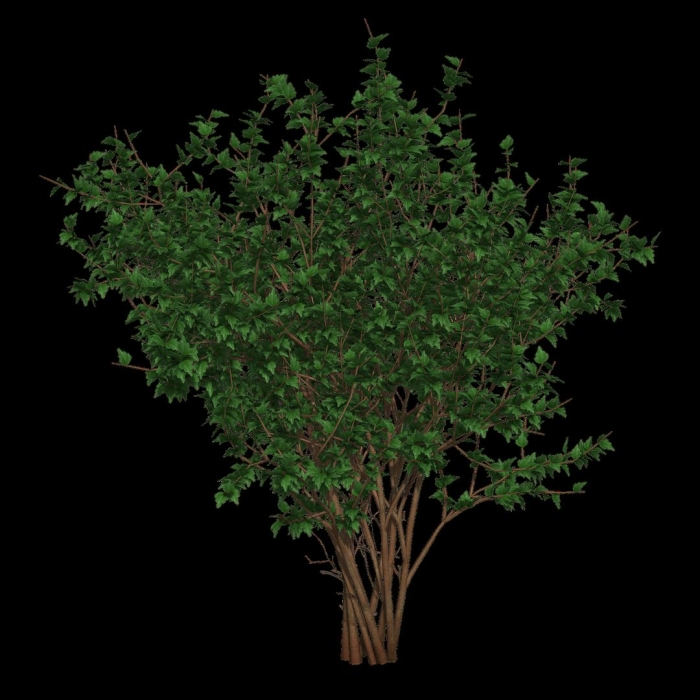 Куст на прозрачном фоне