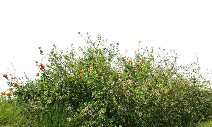 Куст на прозрачном фоне