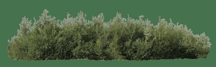 Ива белая серебристая