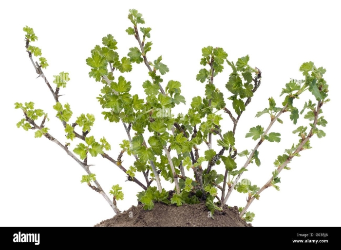 Куст крыжовника мультяшный