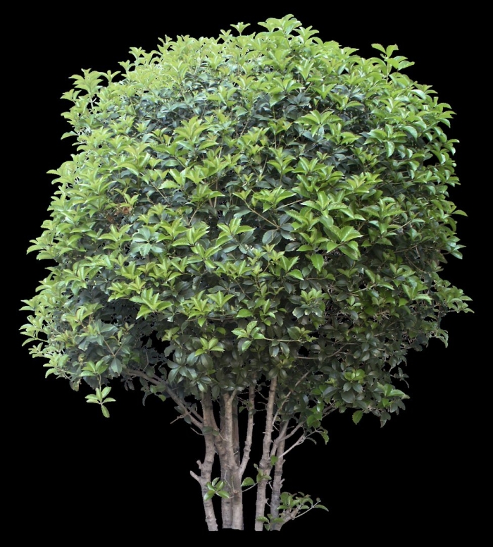 Дерево зеленое