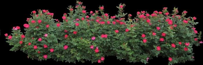 Кусты для фотошопа на прозрачном фоне