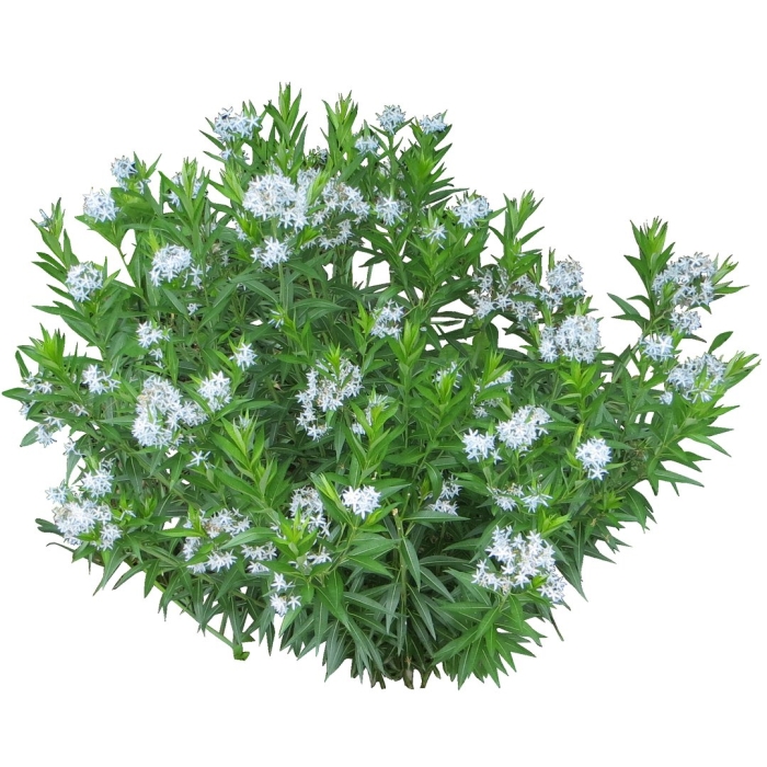 Амсония табермонтана