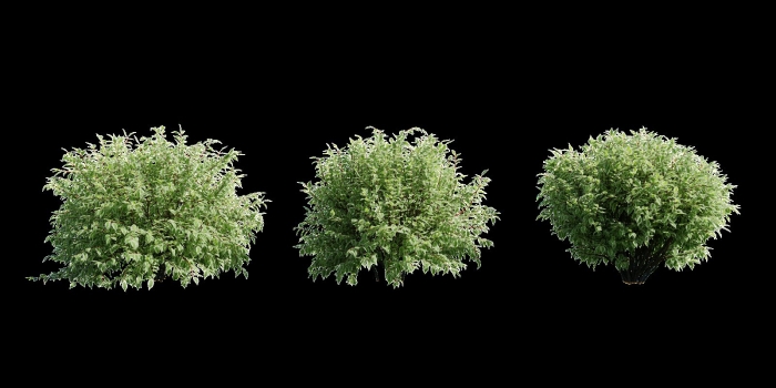 Дерен элегантиссима