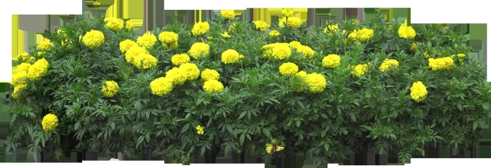 Бархатцы хризантема лимон