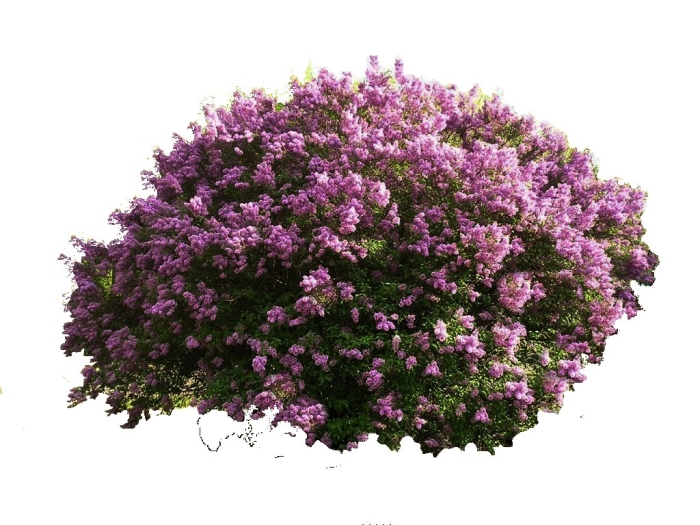 Сирень мейера палибин куст