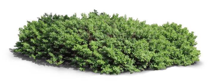 Куст на белом фоне