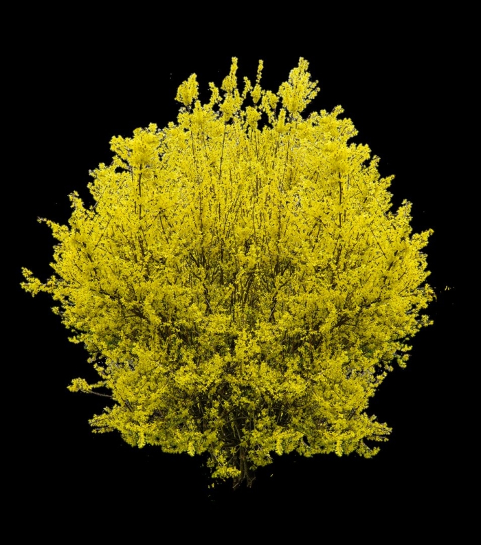 Форзиция или ракитник