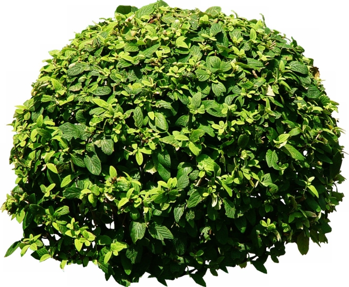 Дерен белый сверху