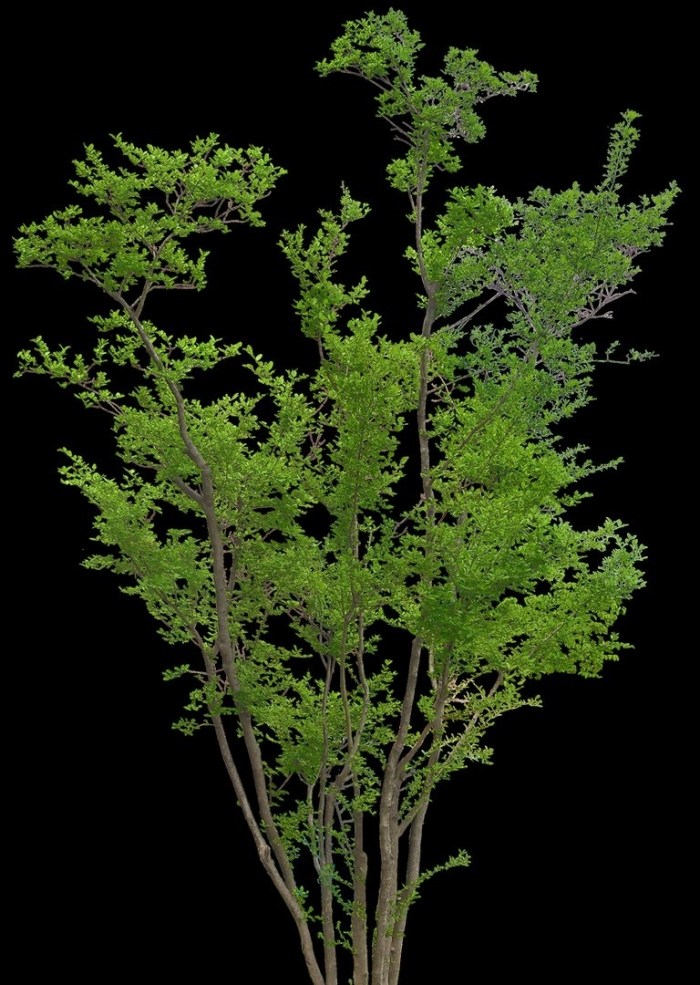 Маленькие деревья