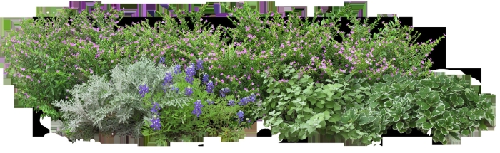 Котовник фассена