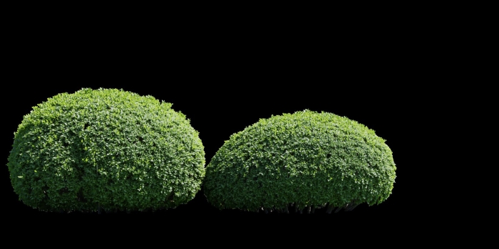 Самшит шаровидный