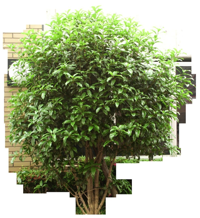 Дерево куст