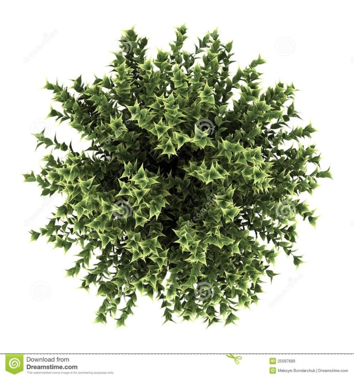 Куст сверху