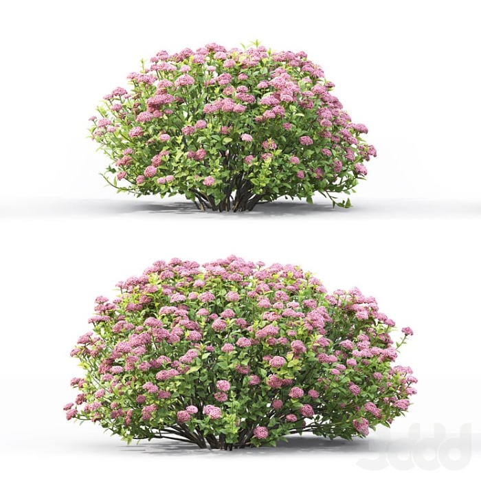 Спирея японская куст