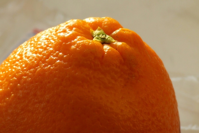 Orange citrus