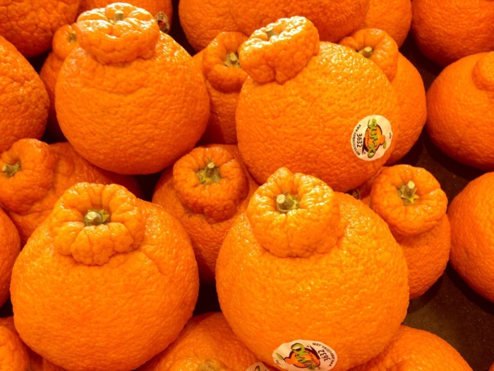 Сорт сацума мандарины