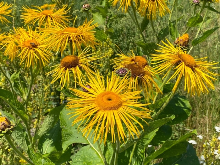 Девясил луговой