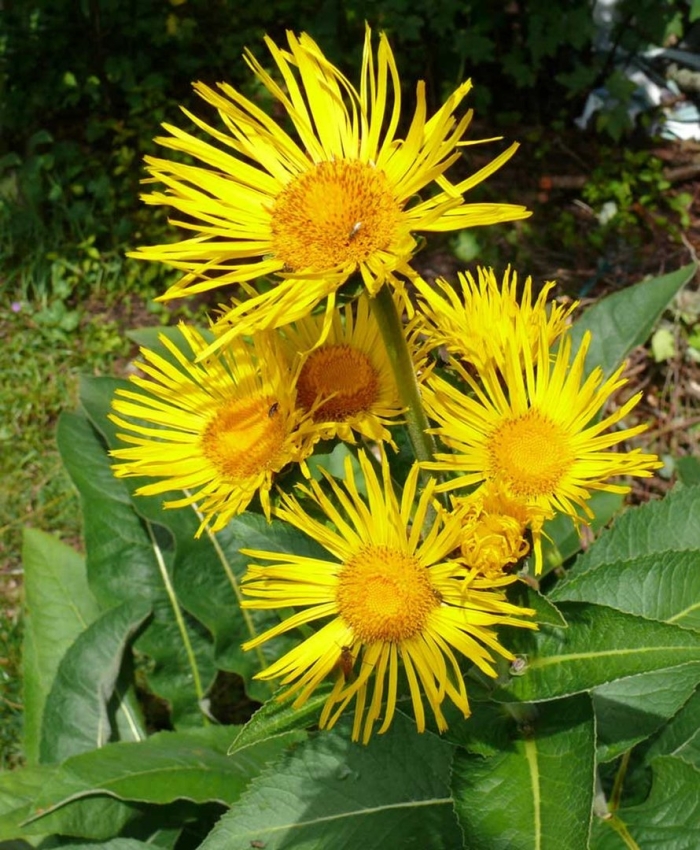 Девясил высокий (inula helenium l.)