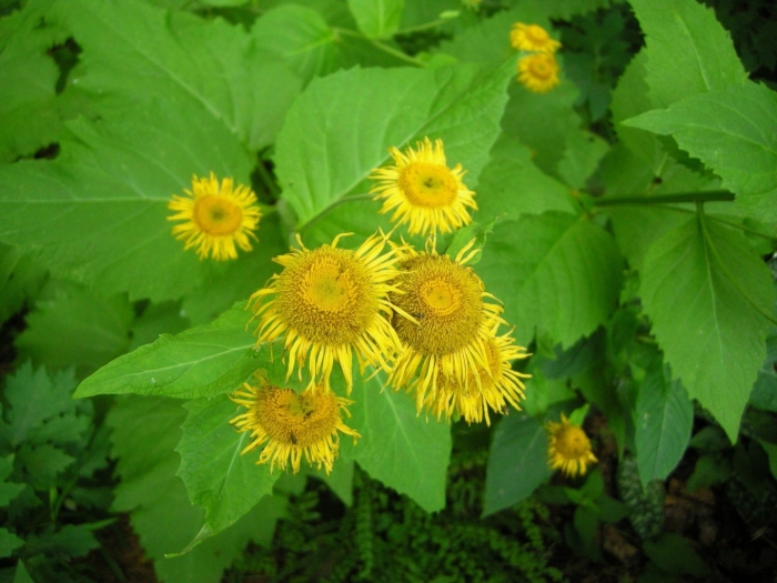 Девясил иволистный