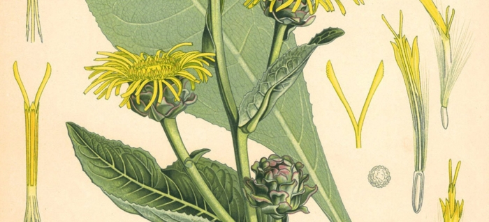 Девясил высокий фармакогнозия