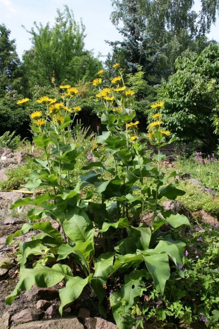 Девясил германский inula germanica