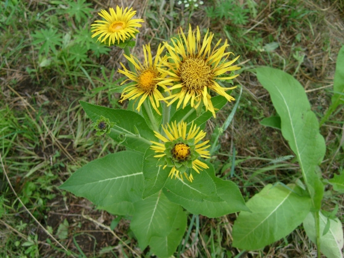 Девясил высокий (inula helenium l.)