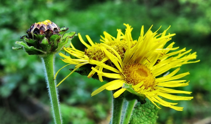 Девясил шершавый