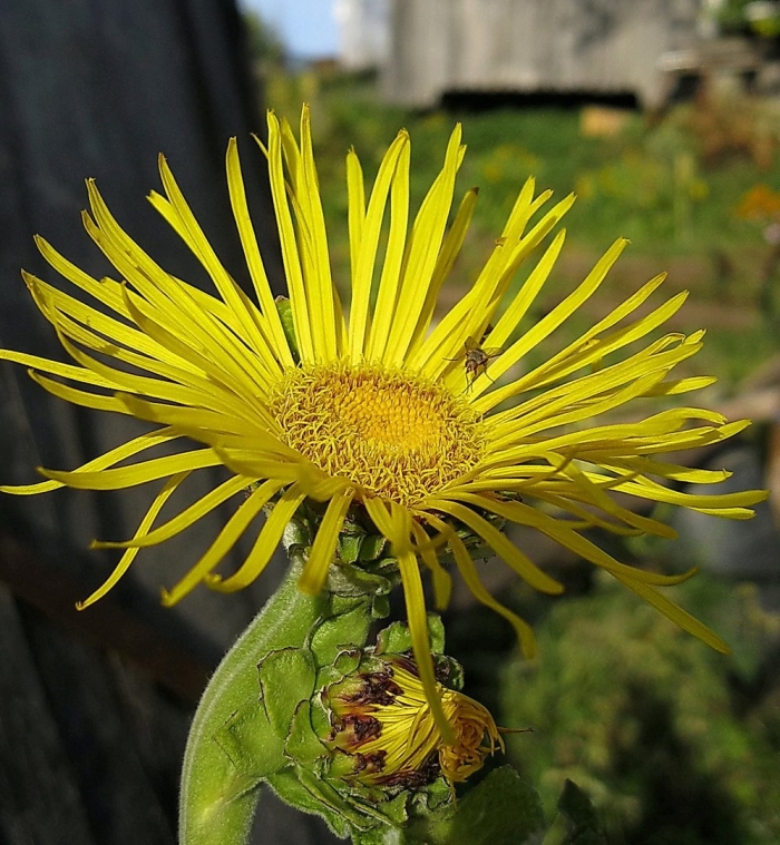 Девясил высокий