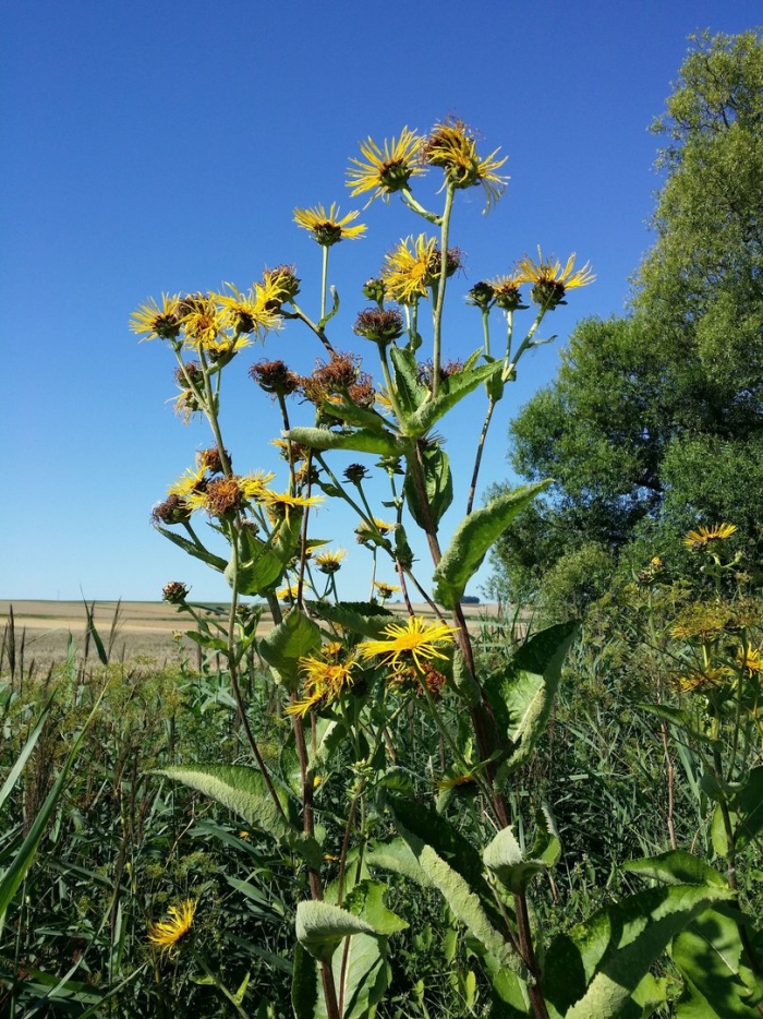 Девясил растение