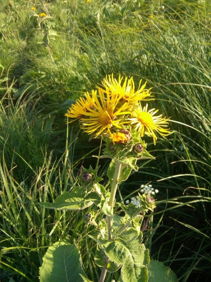 Девясил мечелистный