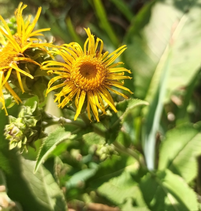 Девясил лечебные свойства