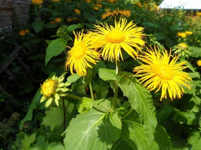 Девясил высокий