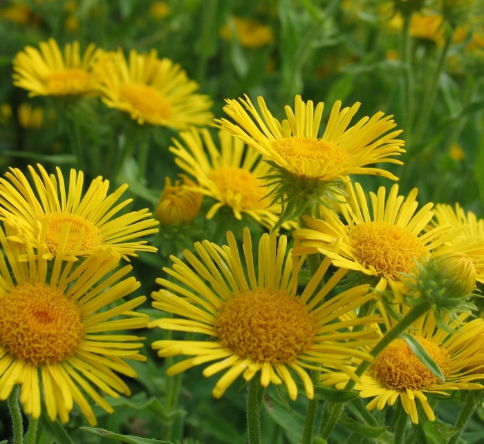 Девясил мечелистный