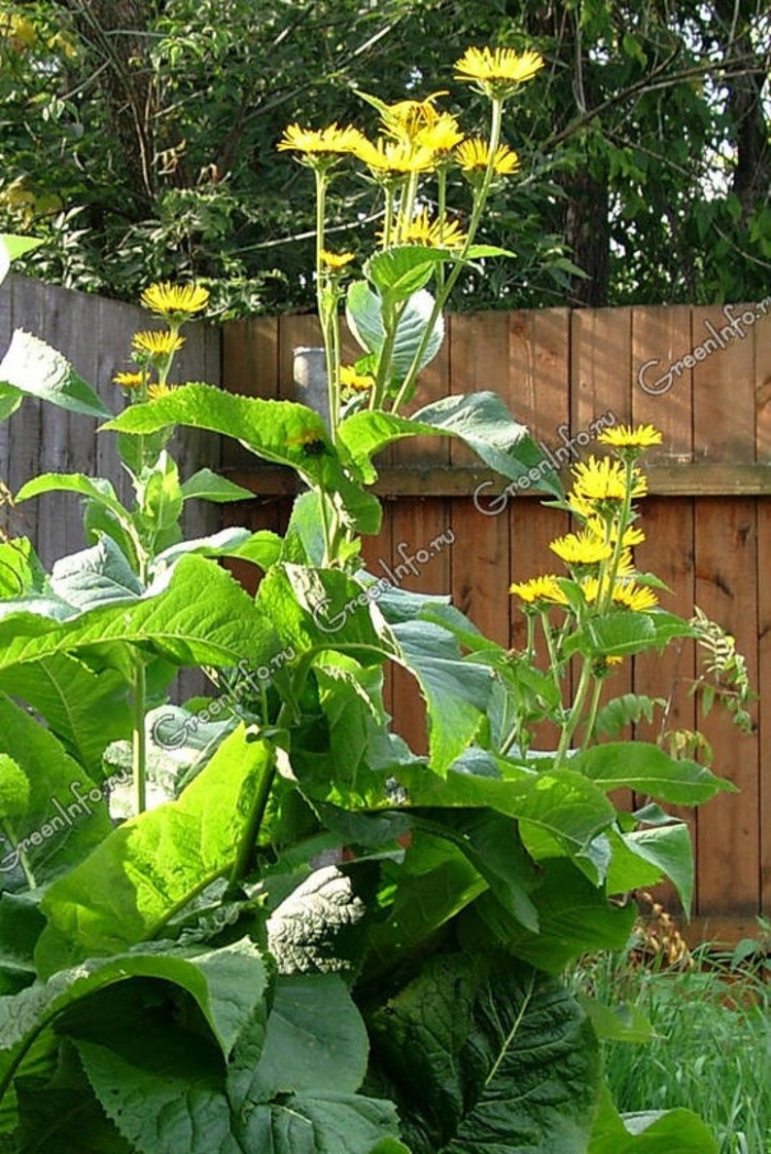 Растение девясил