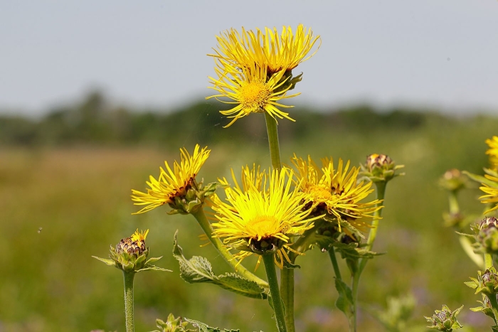 Девясил высокий