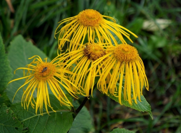 Девясил великолепный