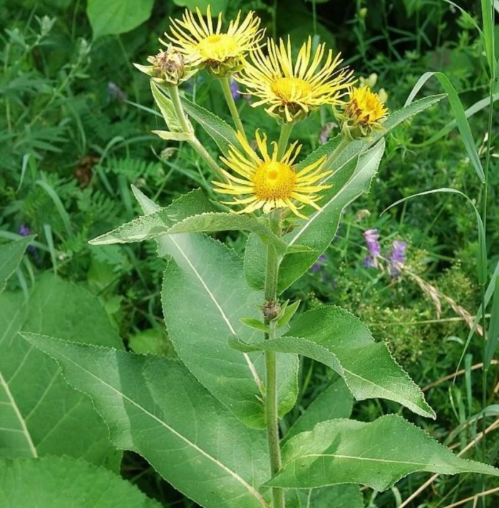 Девясил лечебные свойства и применение