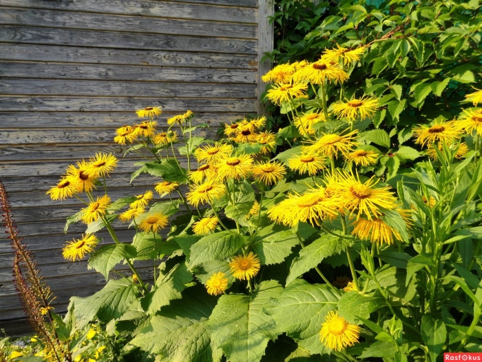 Девясил inula helenium