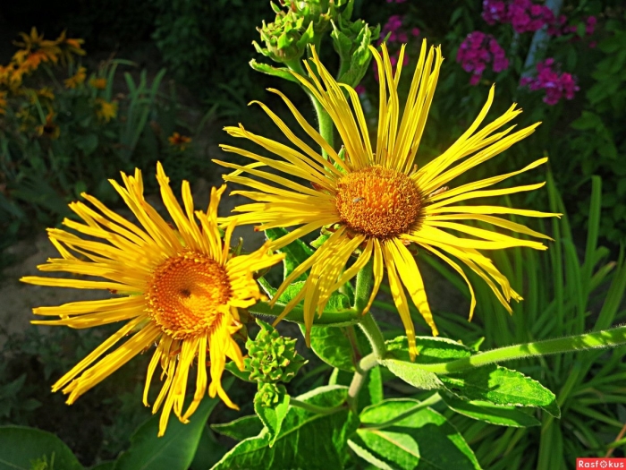 Девясил кистецветный