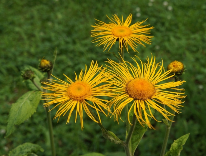 Девясил сибирский луговой