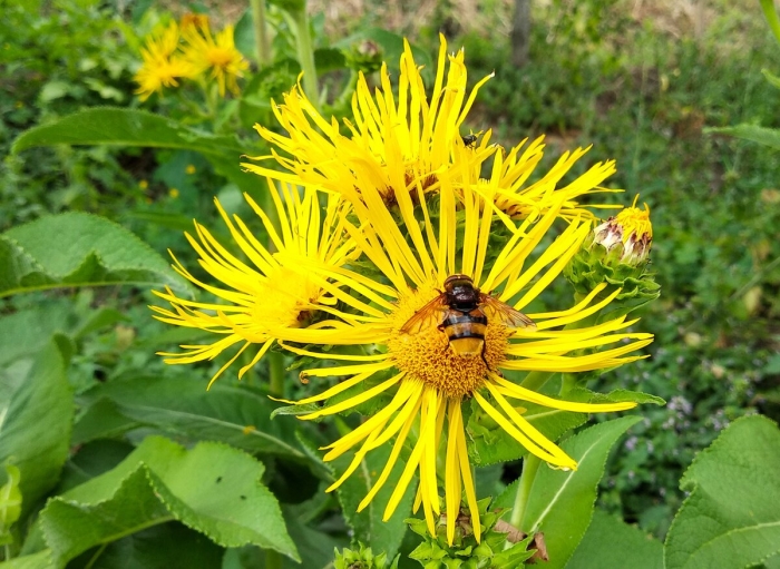 Inula helenium