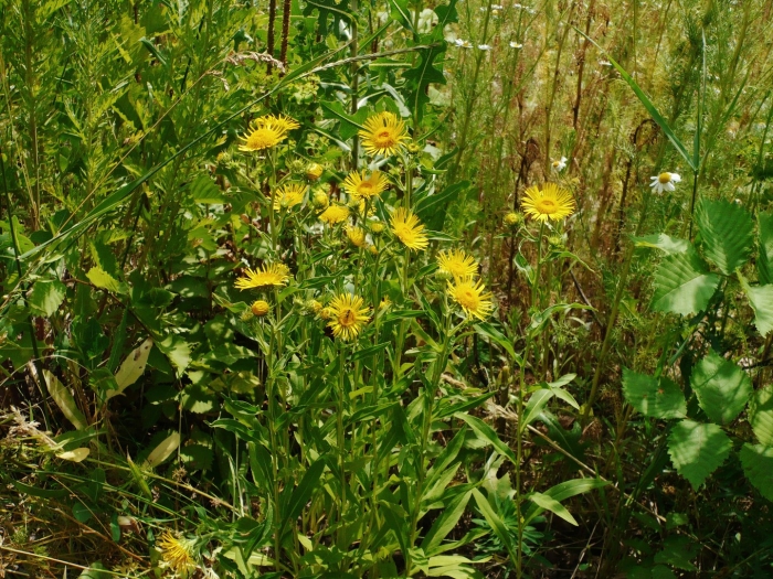 Девясил иволистный – inula salicina